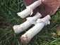 Nagyspórás csiperke (Agaricus crocodilinus), Budai-hegység
